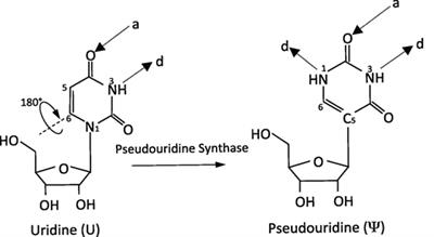 The Role of Noncoding RNA Pseudouridylation in Nuclear Gene Expression Events